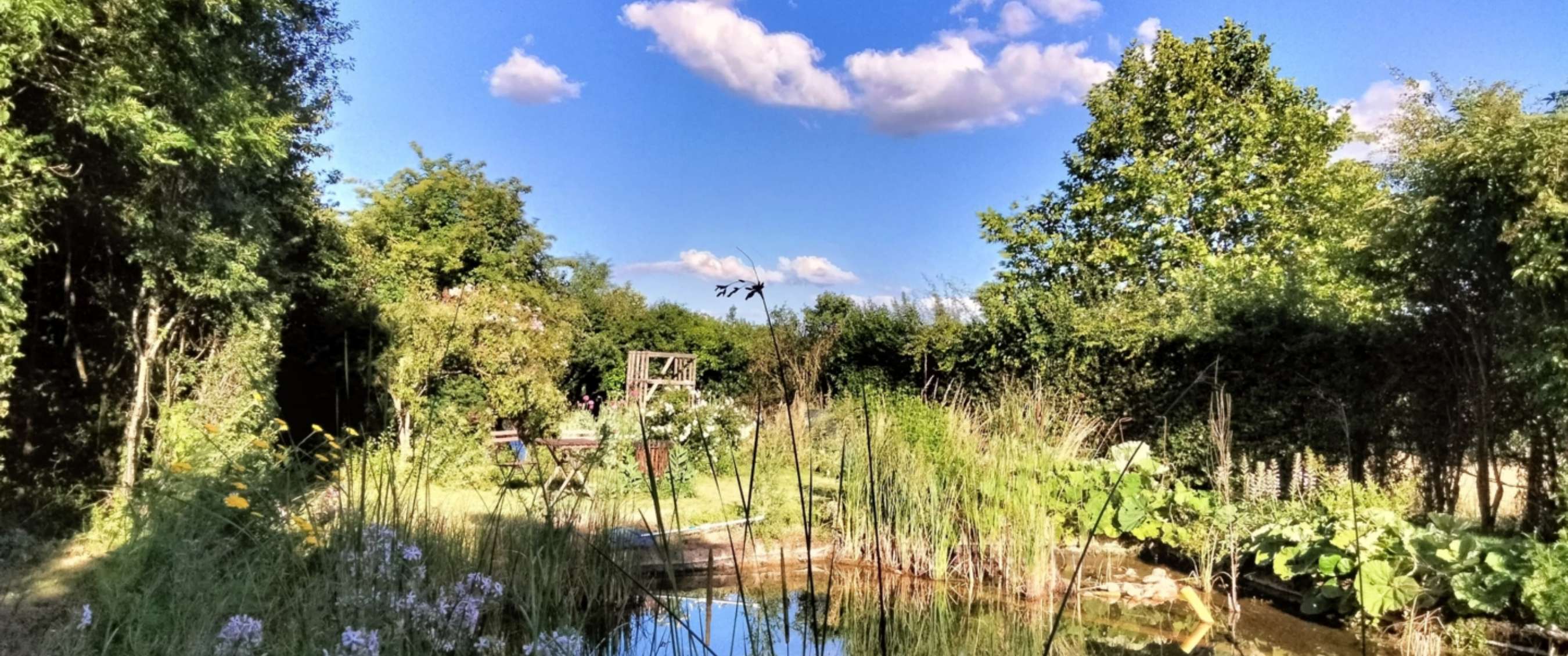 Jardin vert avec étang, hautes plantes et ciel bleu