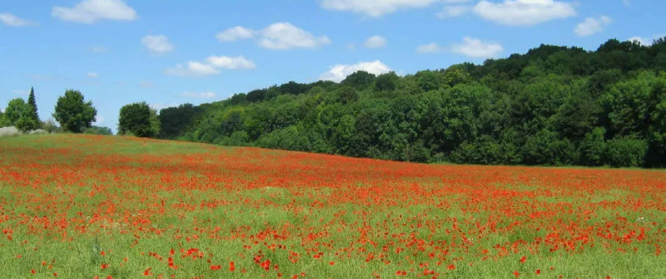 Champ de coquelicots rouges près d’une lisière verte sous ciel bleu