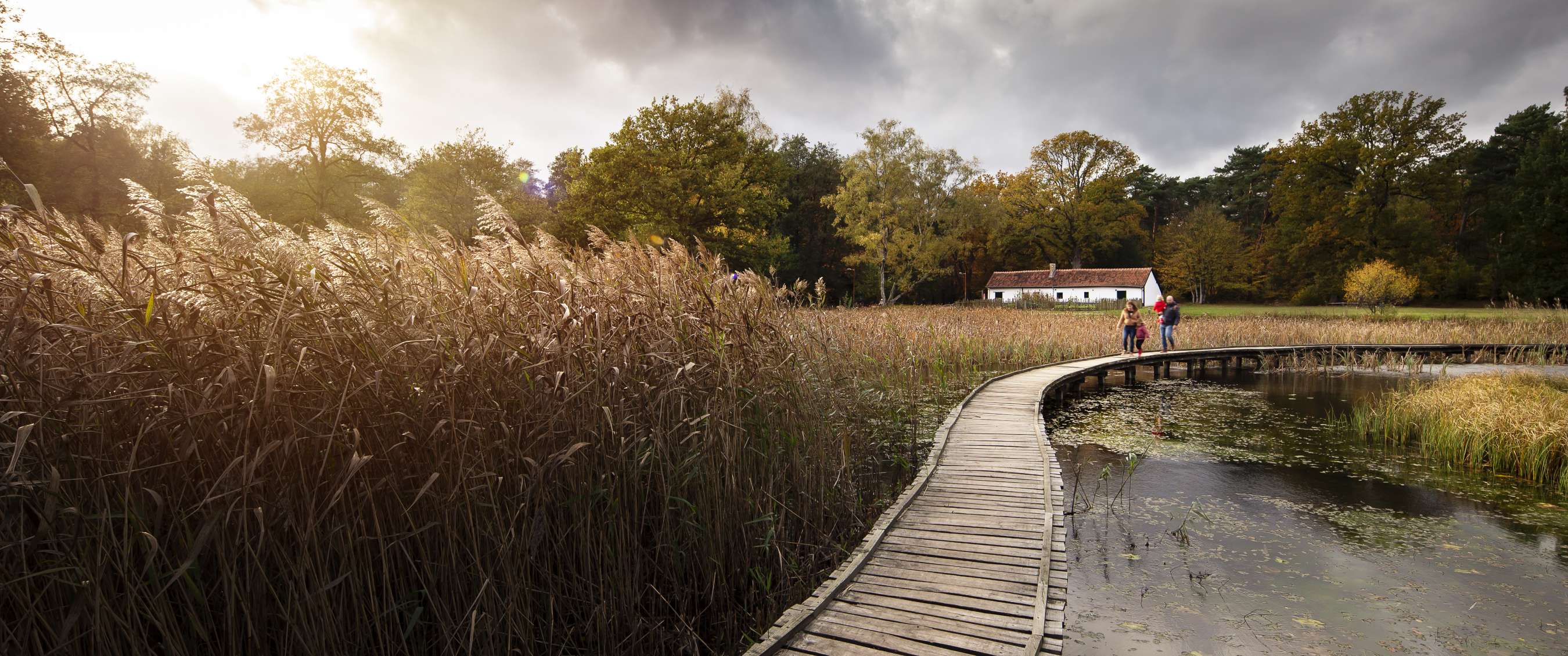 Houten wandelpad slingert door een waterrijk landschap met riet, bomen en bewolkte lucht.