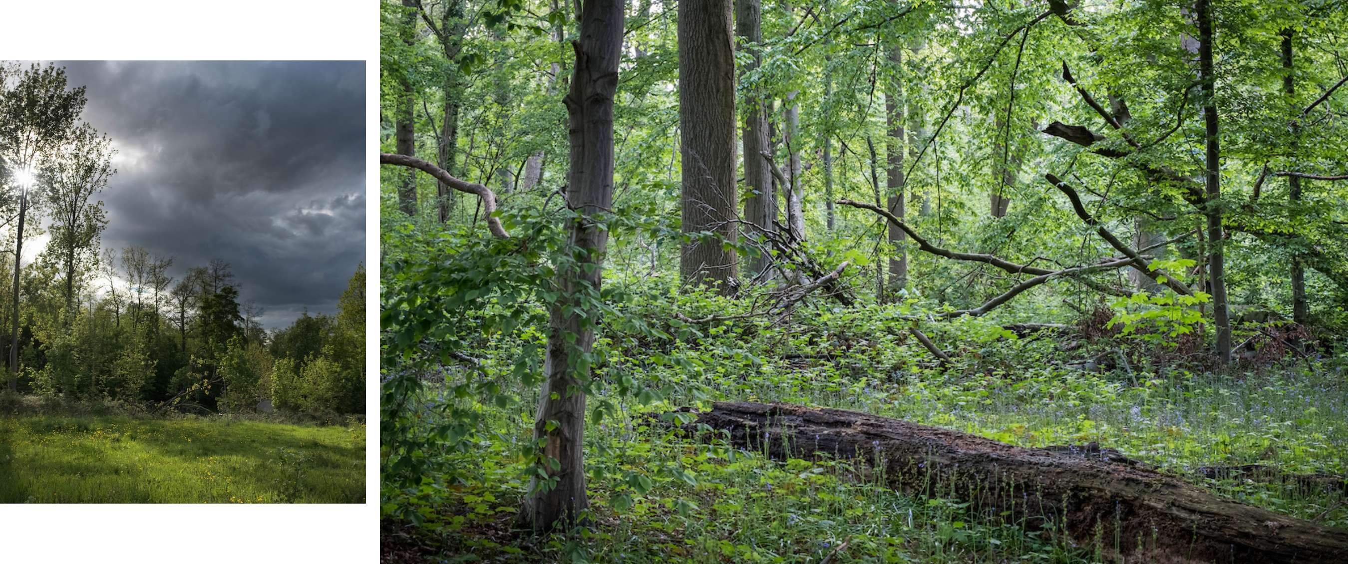 Twee beelden: mist trekt door een rotsachtig berglandschap; koe staat in een weide met bomen.