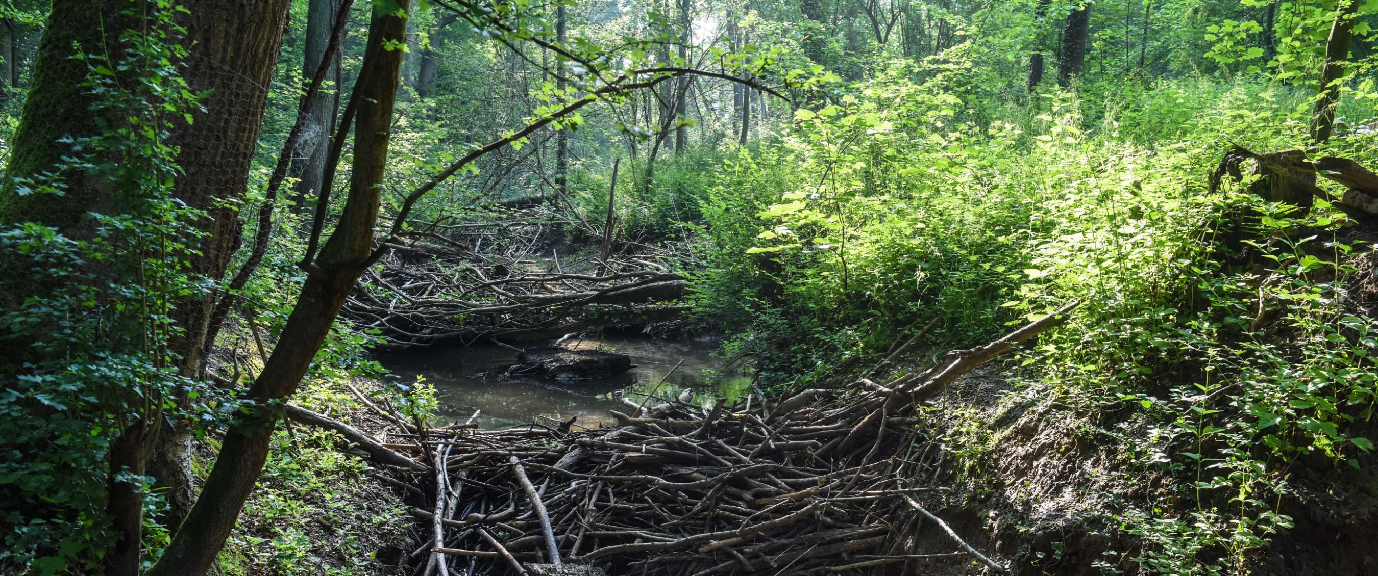 Petit ruisseau en forêt avec branches accumulées et feuillage vert.