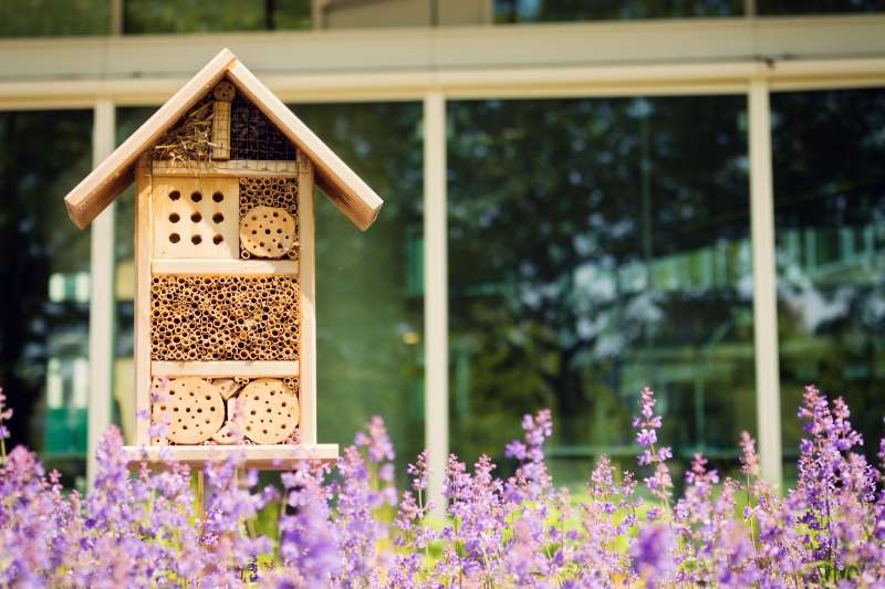 Meer leven in je tuin? 9 tips voor meer biodiversiteit
