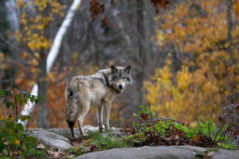 Rewilding : retour à la nature sauvage en Belgique