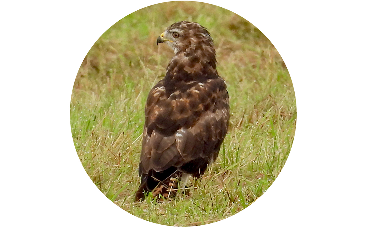 Buizerd