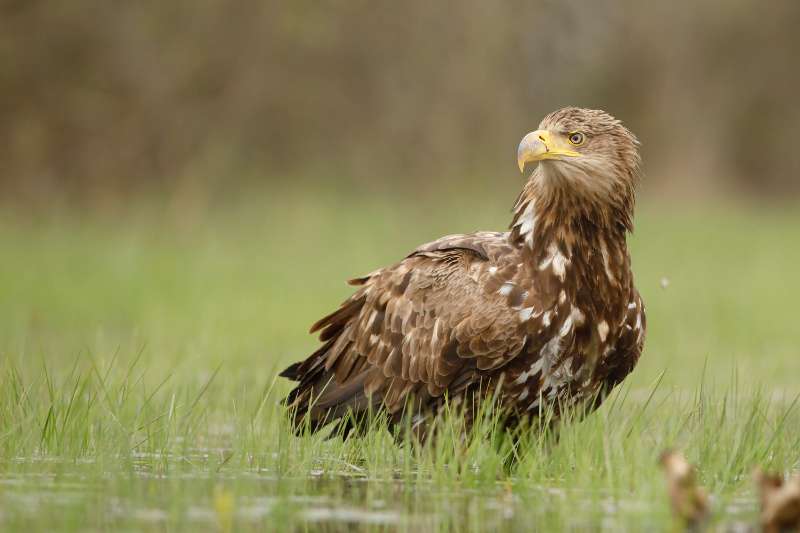 Wildlife spotten in België: hier moet je zijn om wilde dieren te zien