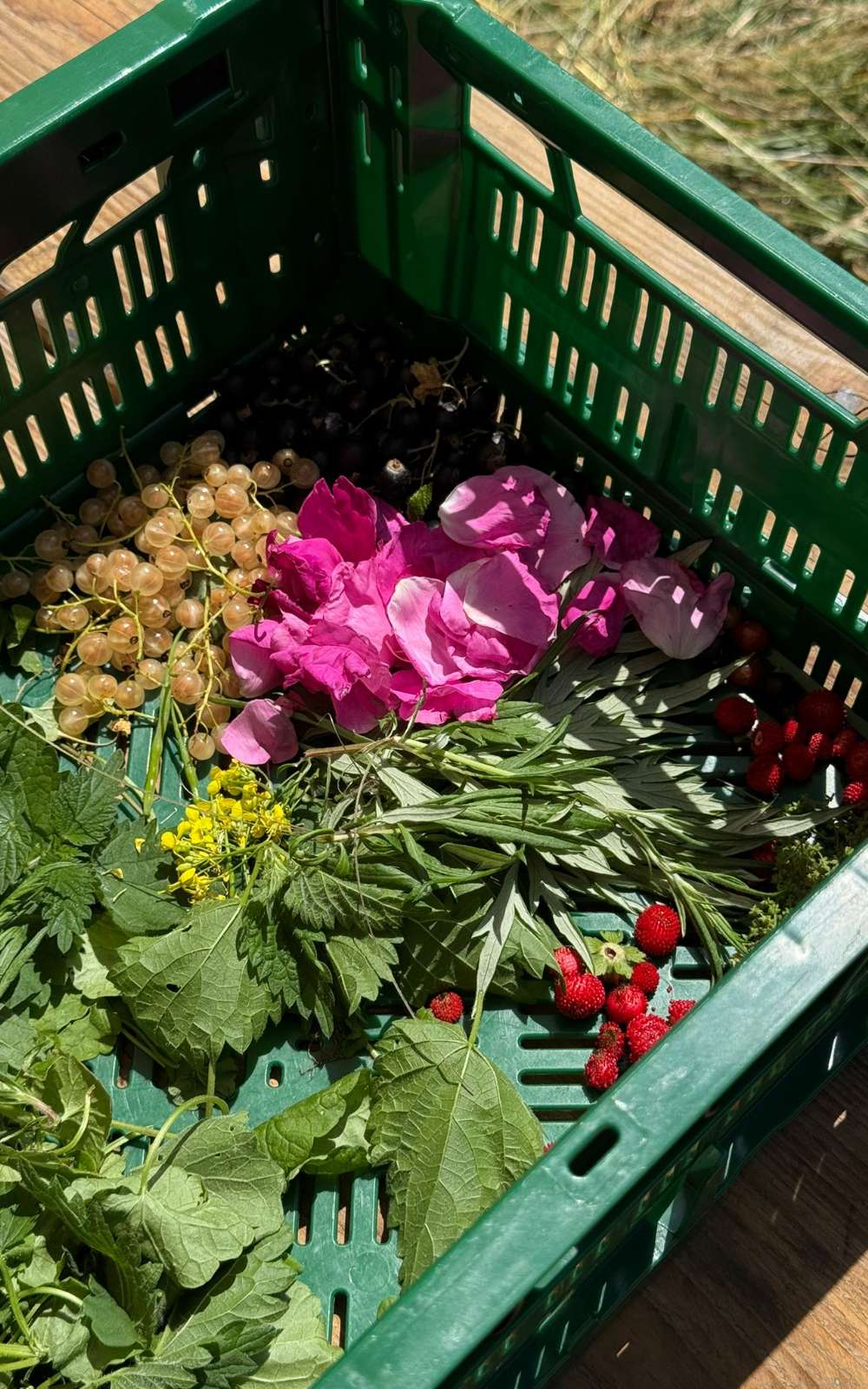 Verzameling wilde planten, bloemen en bessen ligt in een groene kunststof krat.