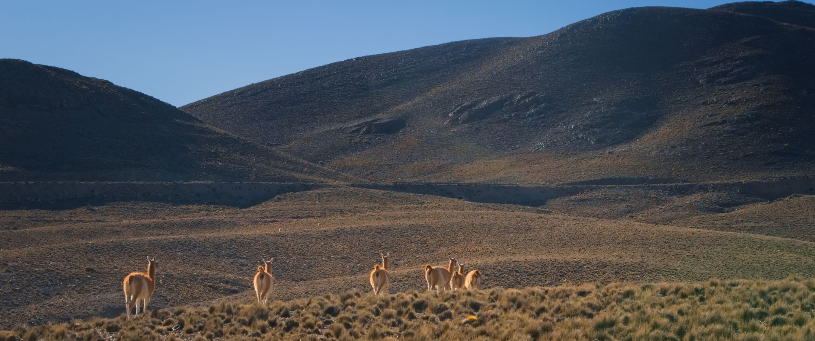 Groep lama’s loopt over droge steppe aan de voet van donkere heuvels.