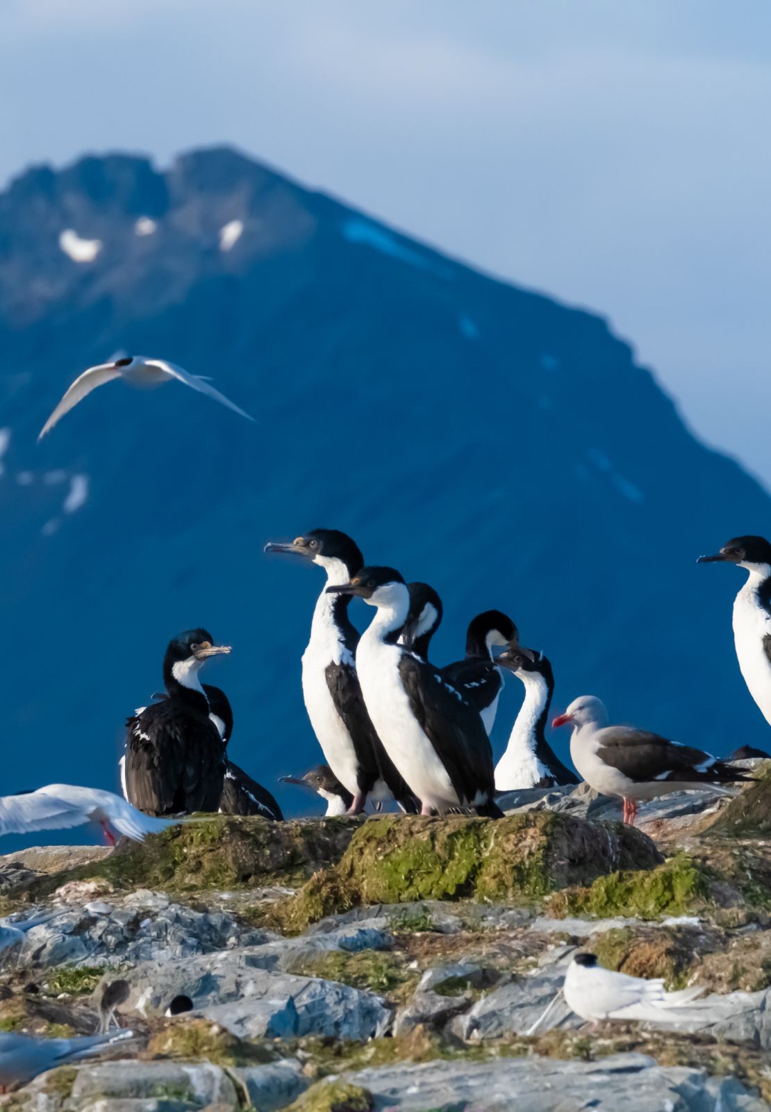 Groep zeevogels rust op met mos bedekte rotsen met berg op de achtergrond.