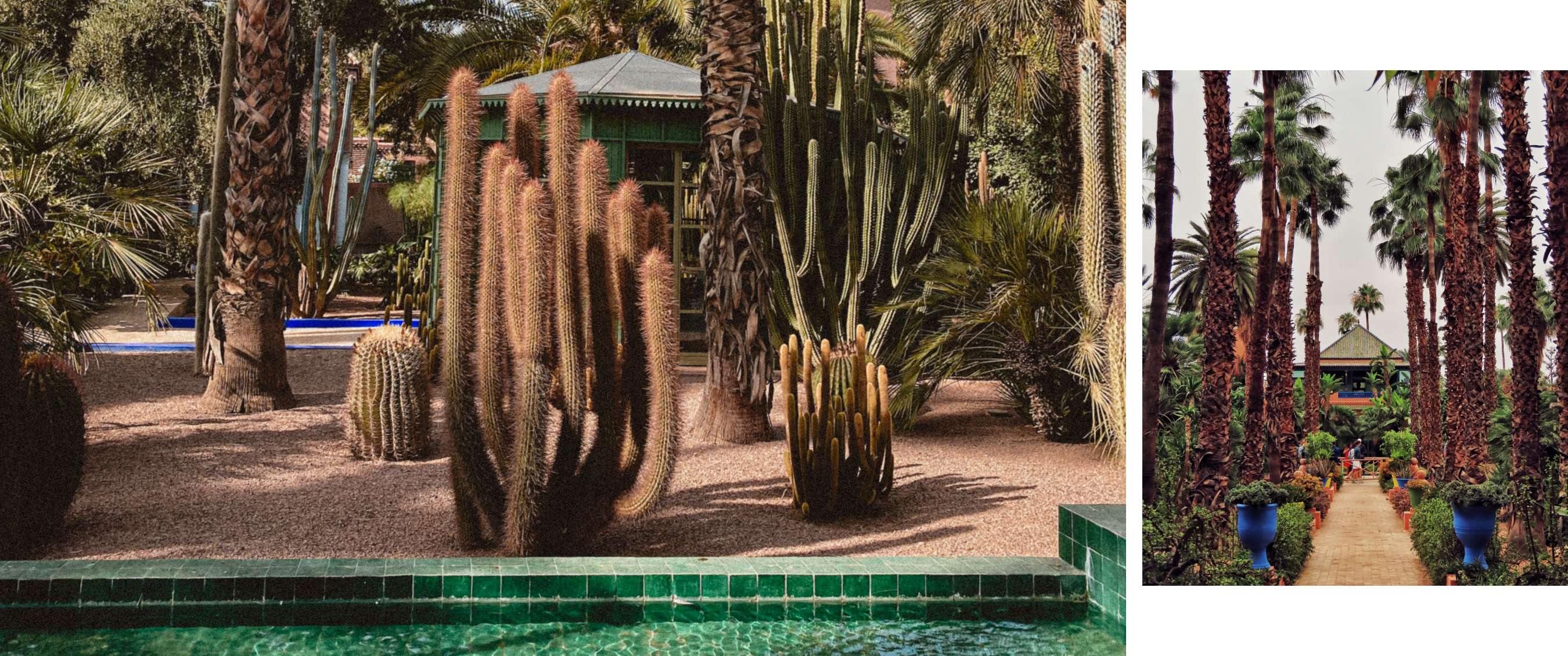 Two images: garden with tall cacti and palm trees; path lined with palms and colourful plant pots.