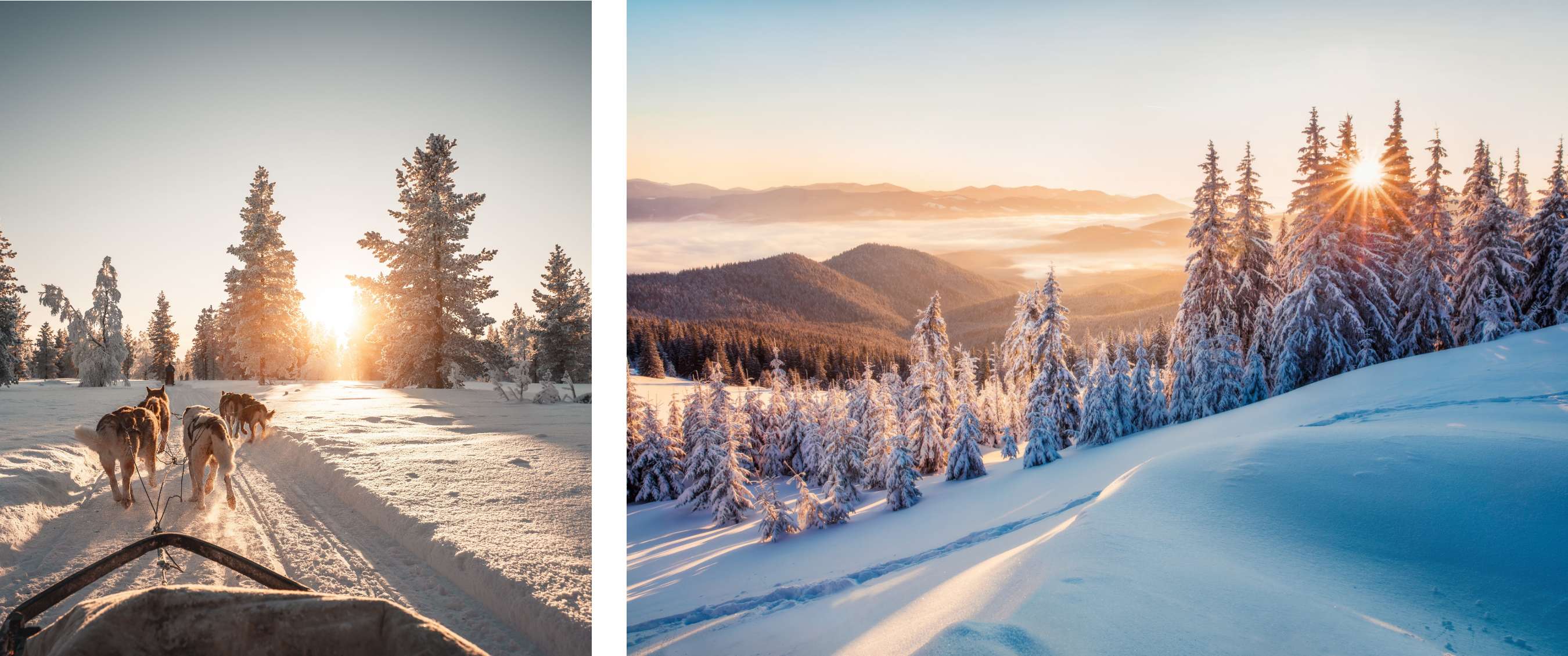Twee beelden: hondenslee met meerdere honden op besneeuwd bospad bij laagstaande zon; berglandschap met besneeuwde dennen en zonlicht boven heuvels.