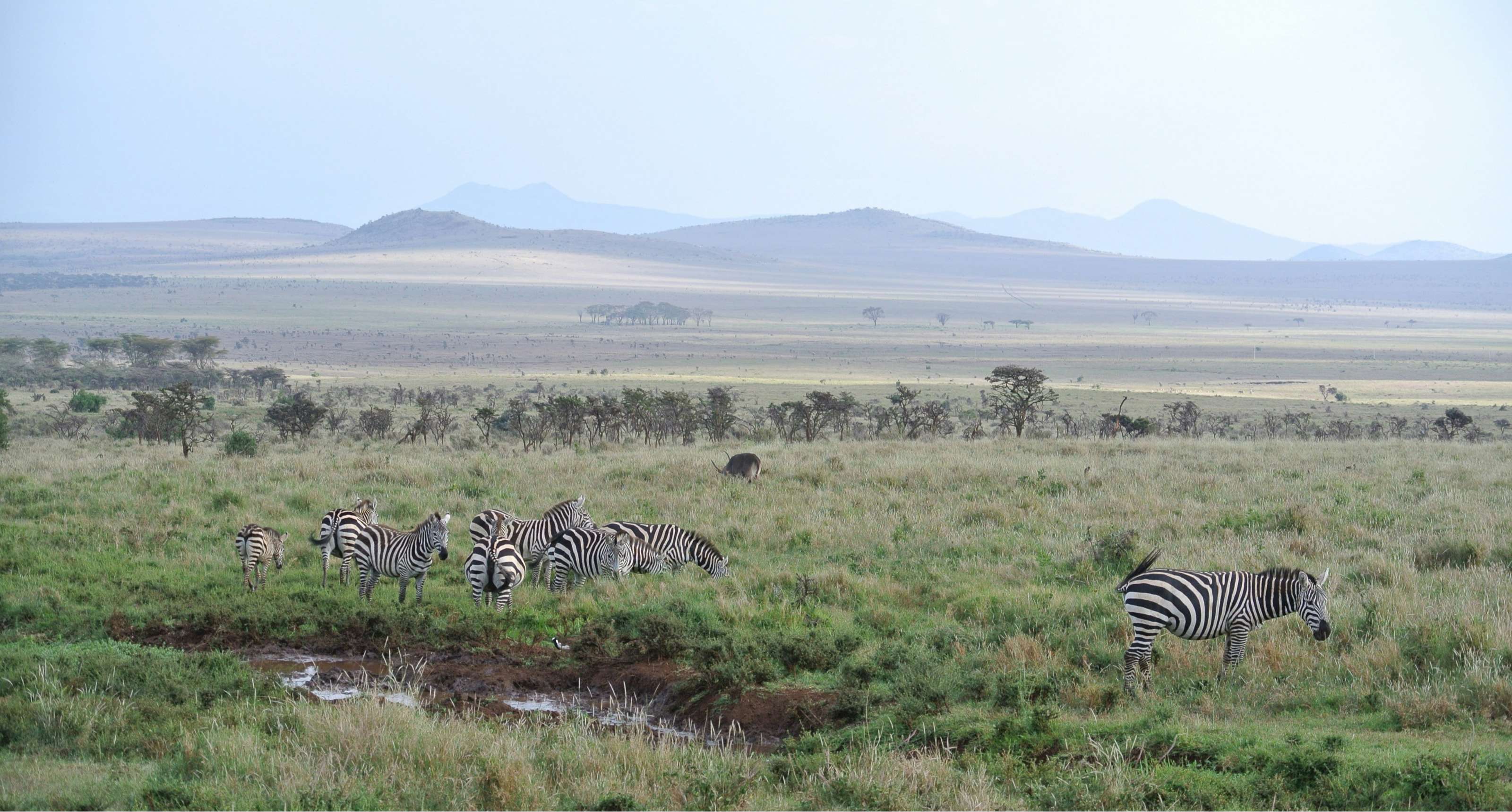 Een kudde zebra's graast bij een waterpoel op een uitgestrekte savanne met heuvels aan de horizon.