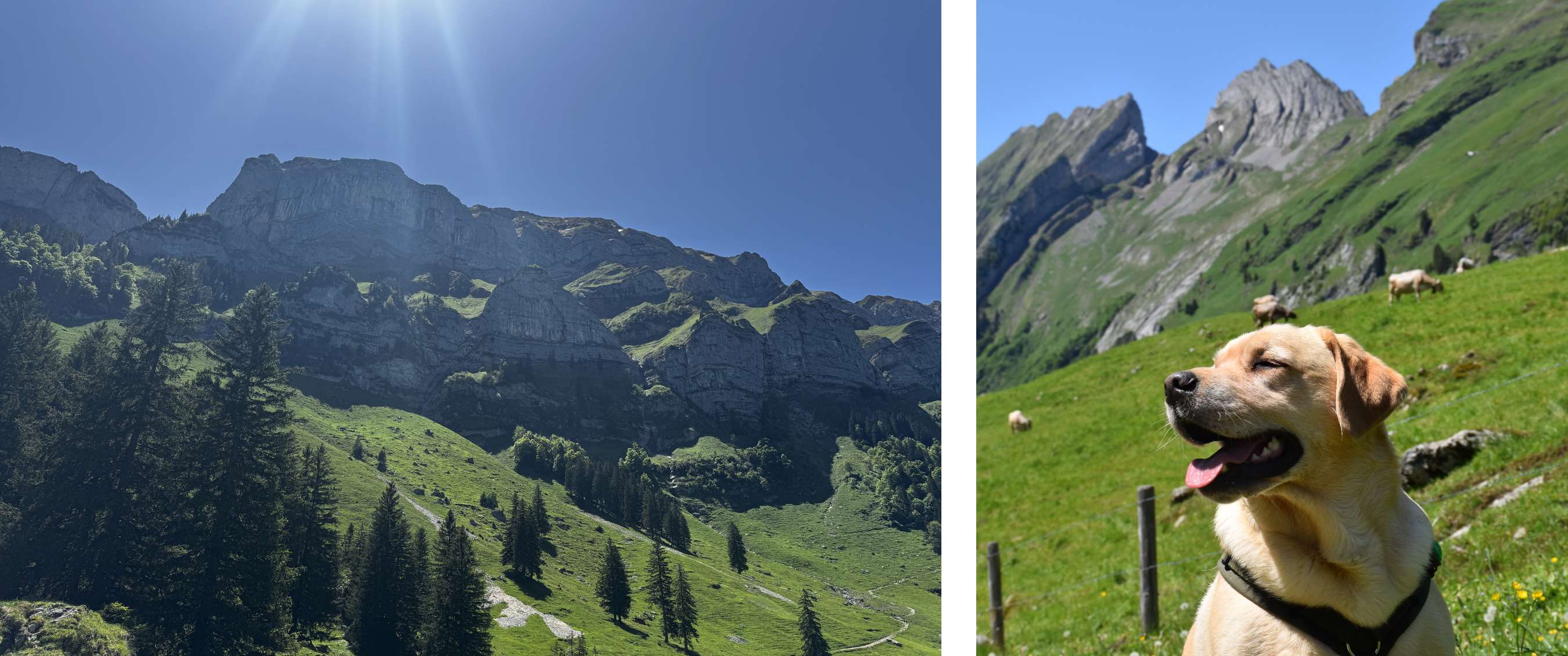  La lumière du soleil se reflète sur les alpages verdoyants et les hautes parois rocheuses sous un ciel d’un bleu limpide. - Un labrador enjoué est assis dans un pré de montagne verdoyant où paissent des vaches, entouré d’impressionnants pics rocheux sous un ciel bleu azur.