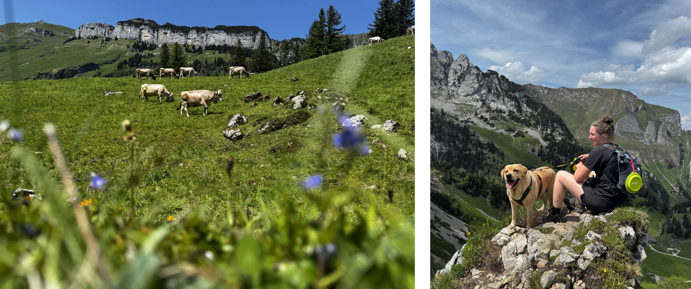Un troupeau de vaches pait dans un alpage verdoyant avec des fleurs et une crête en arrière-plan.  - Une femme est assise avec un labrador sur un belvédère rocheux lors d’une randonnée en montagne, avec un paysage de montagne verdoyant en arrière-plan.