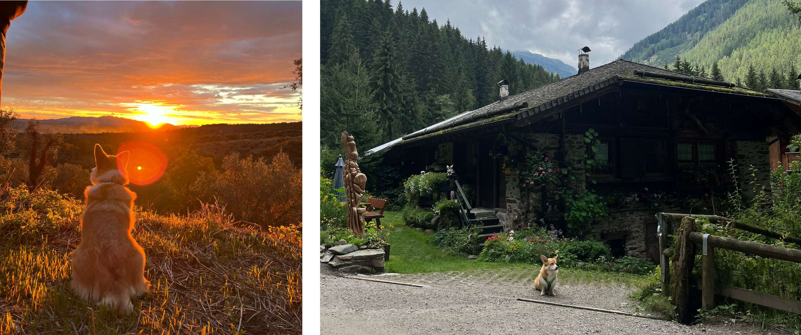Un corgi est assis sur la banquette arrière d’une voiture et regarde droit vers la caméra. - Un corgi est assis tout seul devant une cabane en bois décorée de fleurs, entourée de forêts et de collines.