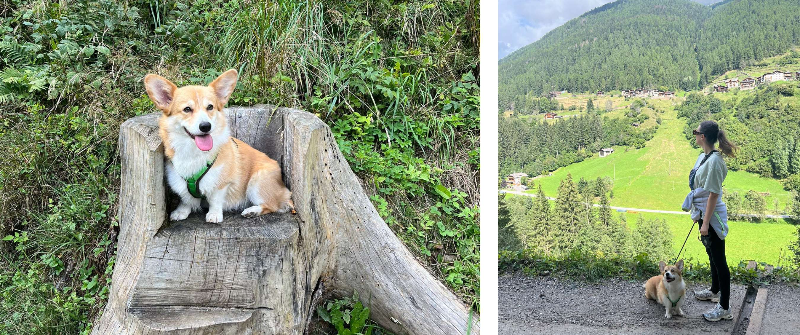 Un corgi est assis dans une souche d’arbre creuse le long d’un sentier et semble heureux.  - Une femme tenant un corgi en laisse regarde un paysage de montagne verdoyant avec des chalets au loin. 