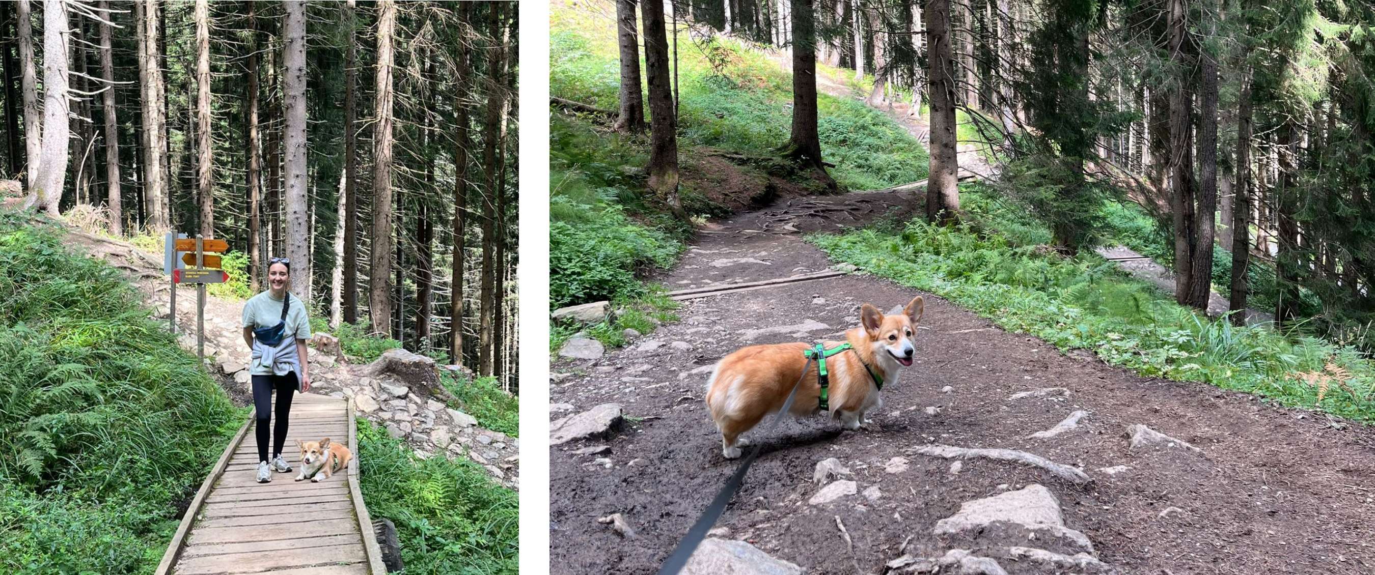 Une femme marche avec un corgi sur un pont en bois dans une forêt dense.  - Un corgi sur un sentier forestier regarde derrière lui tout en marchant en laisse entre de grands pins.