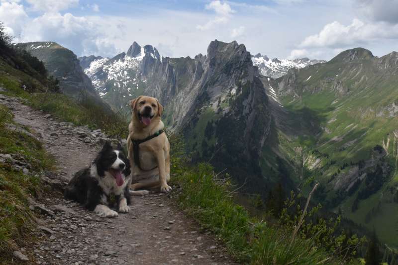 Op vakantie met je hond: onze tips