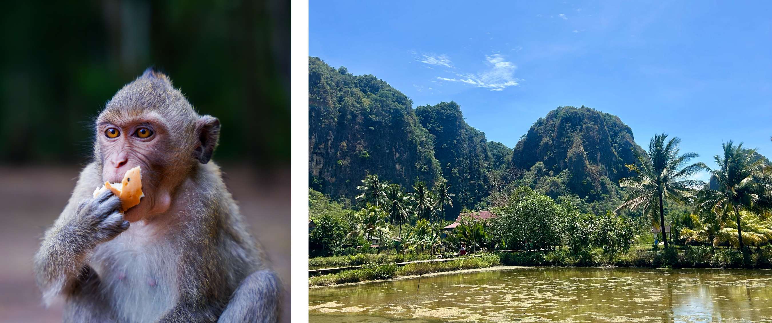 Deux images : singe mangeant du pain et lagune avec palmiers et collines rocheuses
