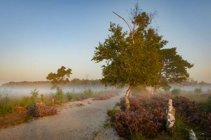 Grenspark Kalmthoutse Heide : les 5 plus belles randonnées