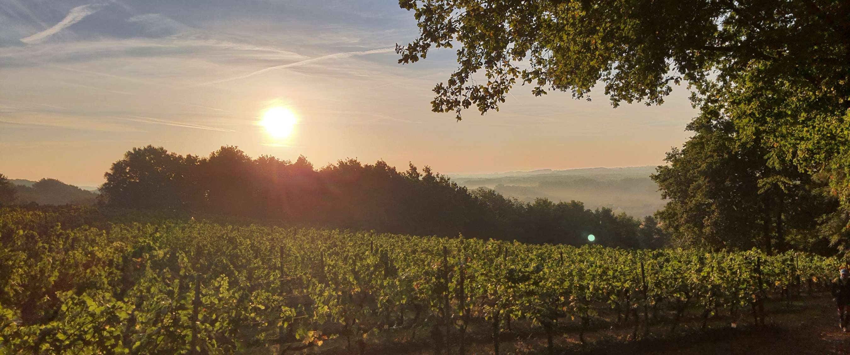 Zon staat laag boven een wijngaard met bomen en heuvels op de achtergrond.