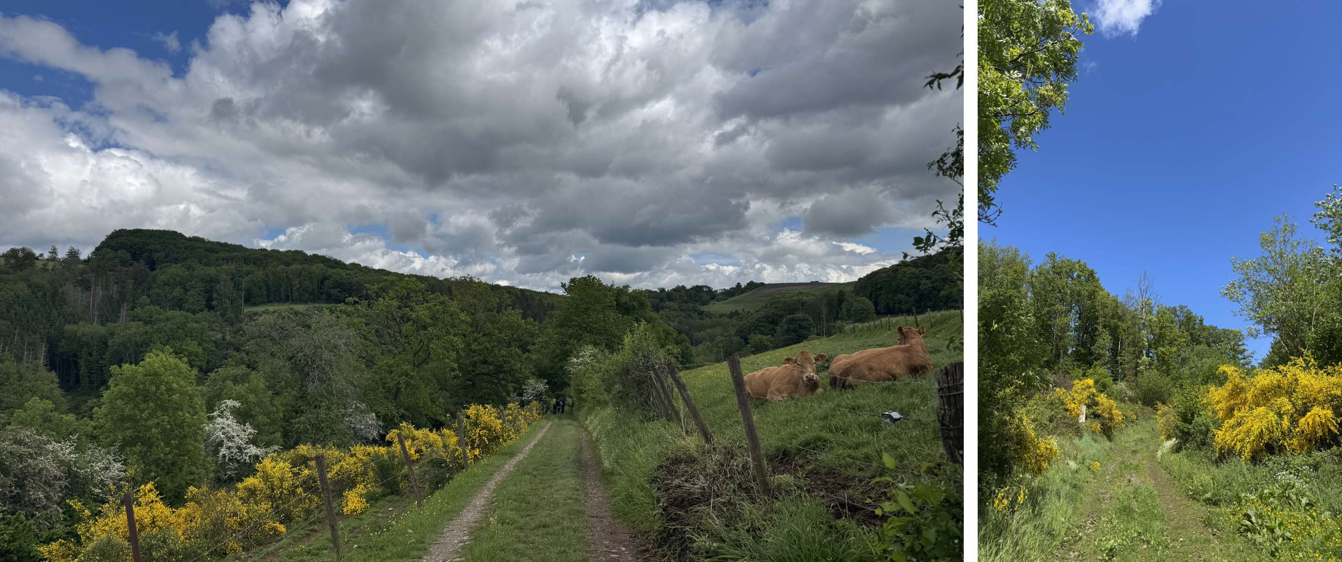 Twee beelden: wandelpad met koeien onder wolkenlucht; graspad tussen gele bloemen en bomen