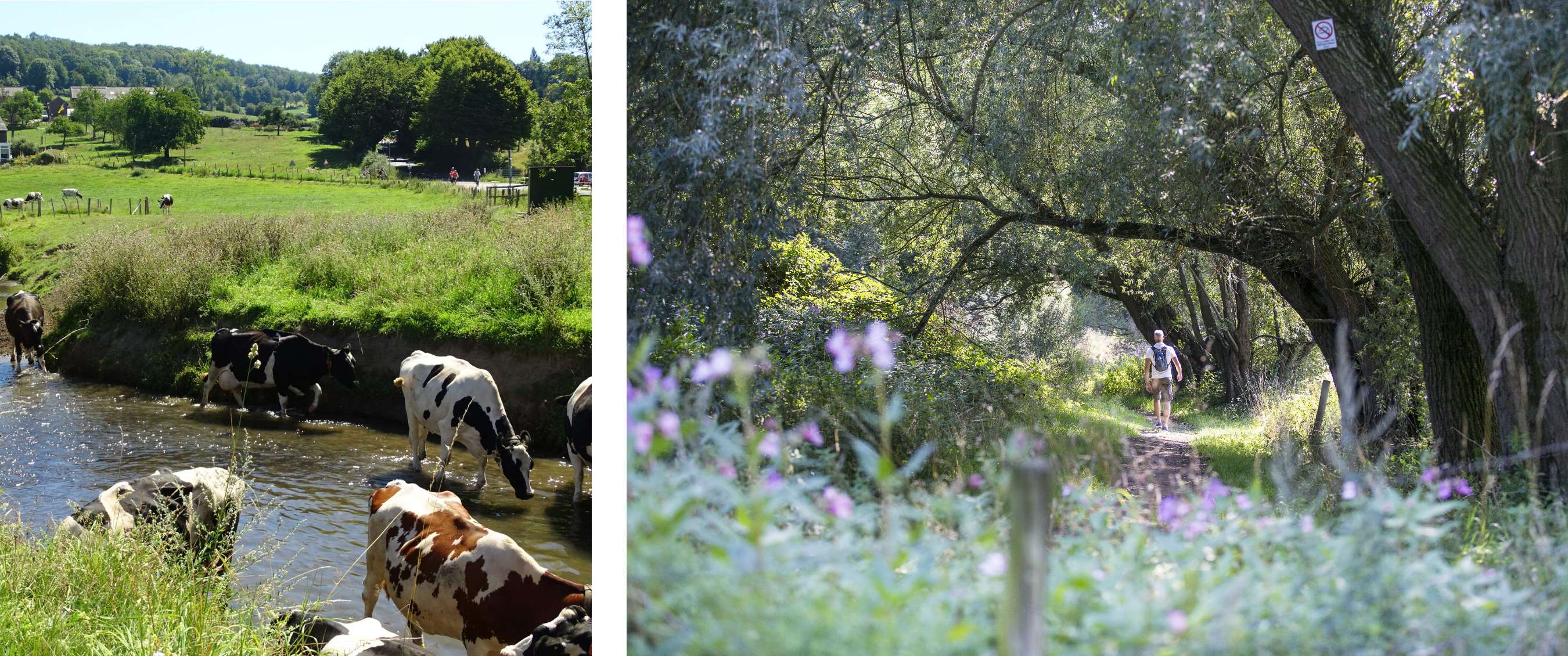 Deux images : vaches debout dans un ruisseau peu profond dans un paysage verdoyant ; randonneur sur un sentier étroit sous les arbres