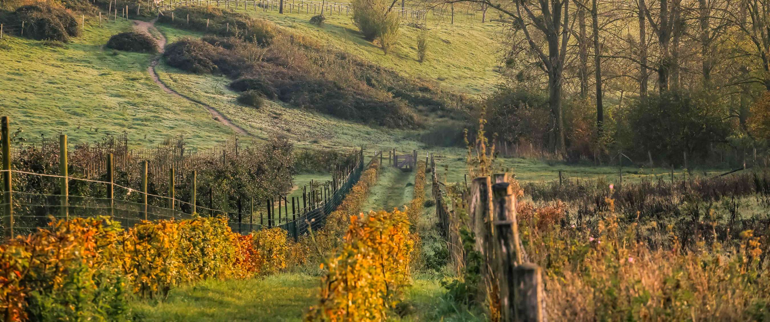 Paysage vallonné verdoyant avec arbres, clôtures et chemin non pavé dans une lumière automnale.