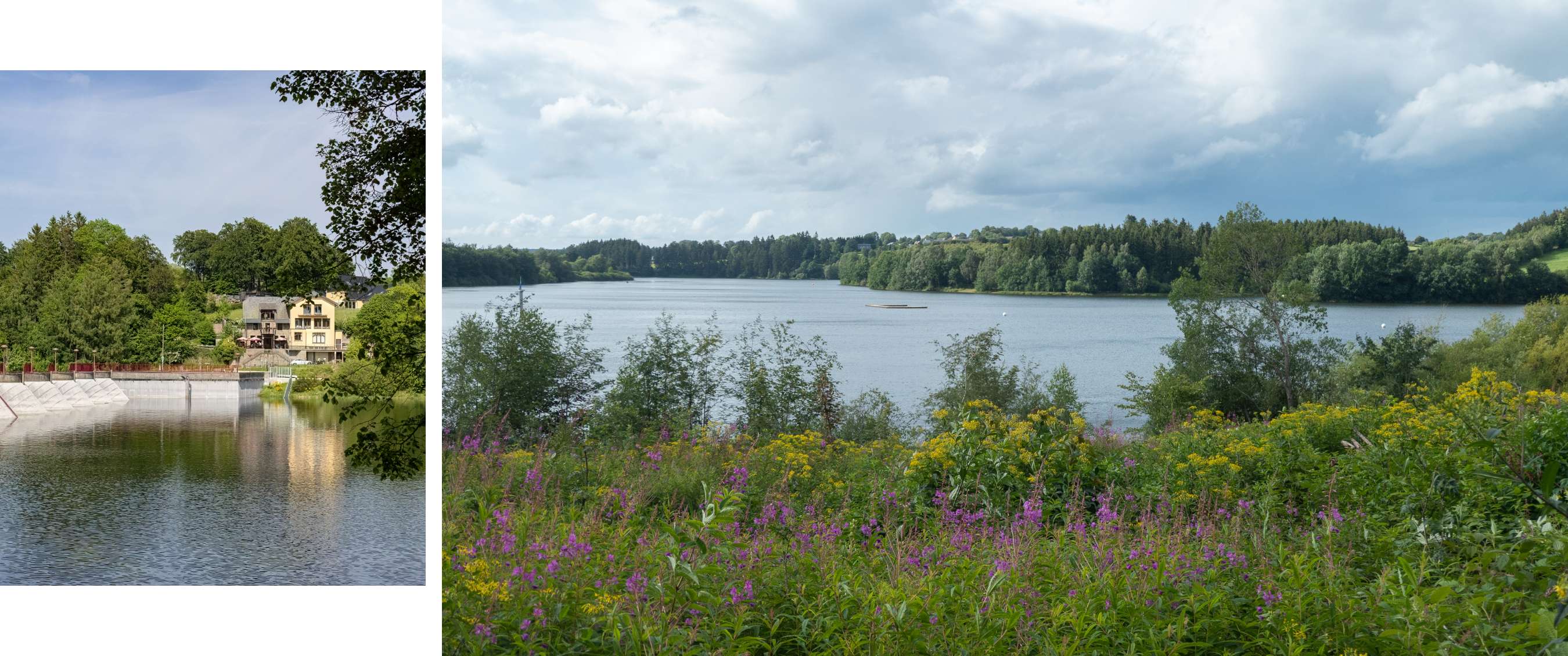 Vue sur un lac avec arbres, arbustes et plantes fleuries sous un ciel nuageux.