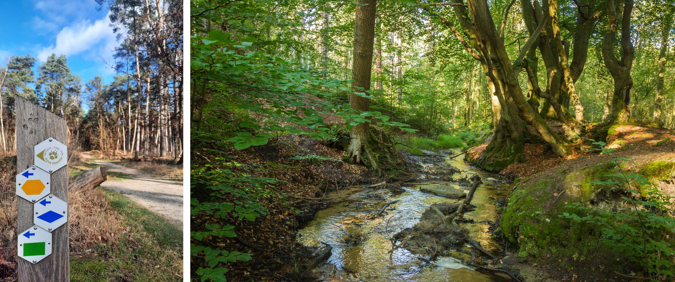 Un ruisseau peu profond traverse une forêt dense aux grands arbres.