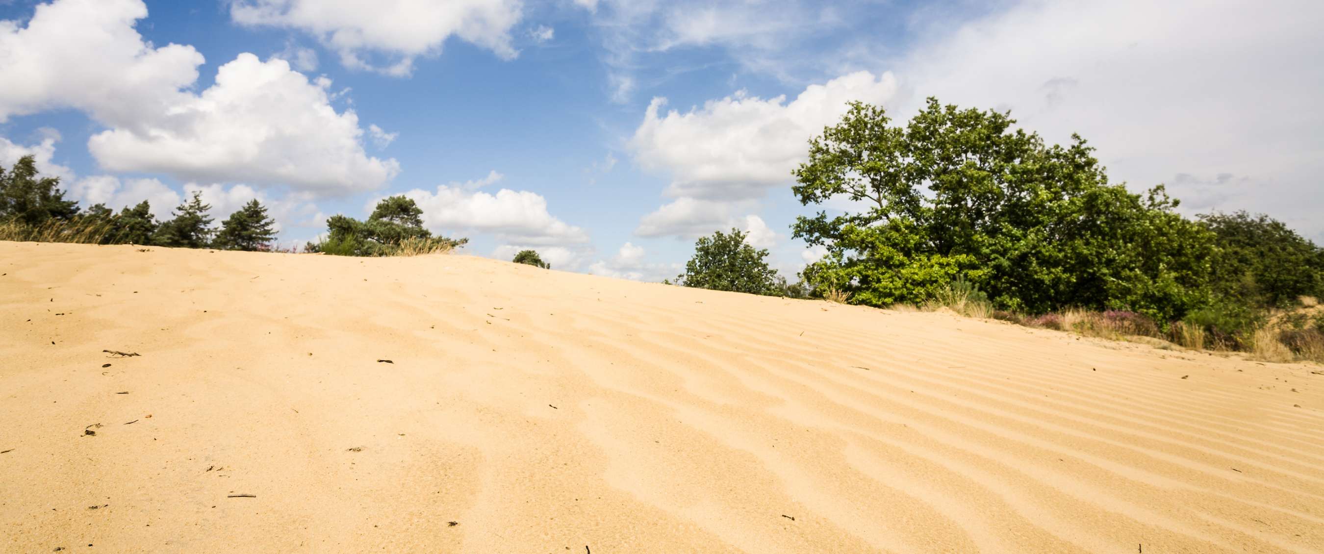 Étendue de sable clair avec des arbres verts et un ciel bleu nuageux.