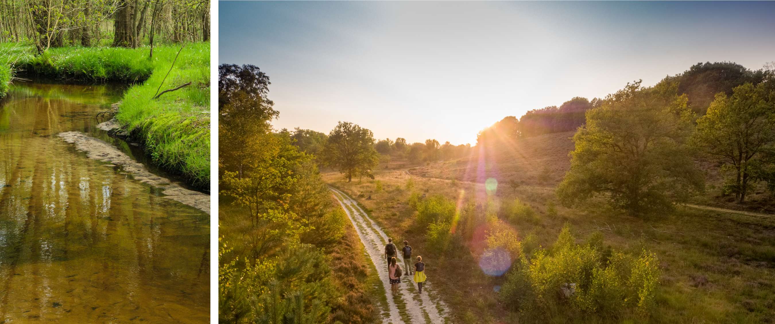 Quatre randonneurs marchent sur un chemin sablonneux dans un paysage verdoyant au soleil bas.
