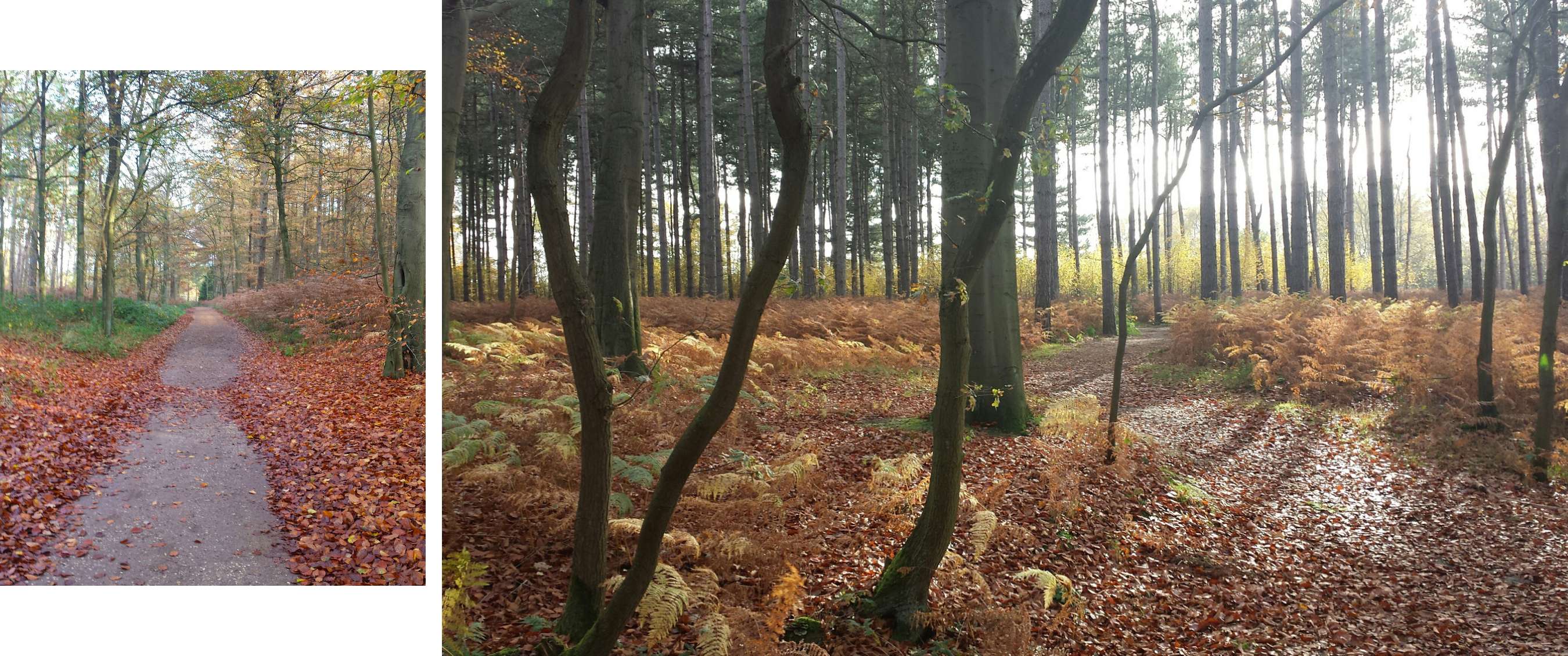 Twee beelden: mist trekt door een rotsachtig berglandschap; koe staat in een weide met bomen.