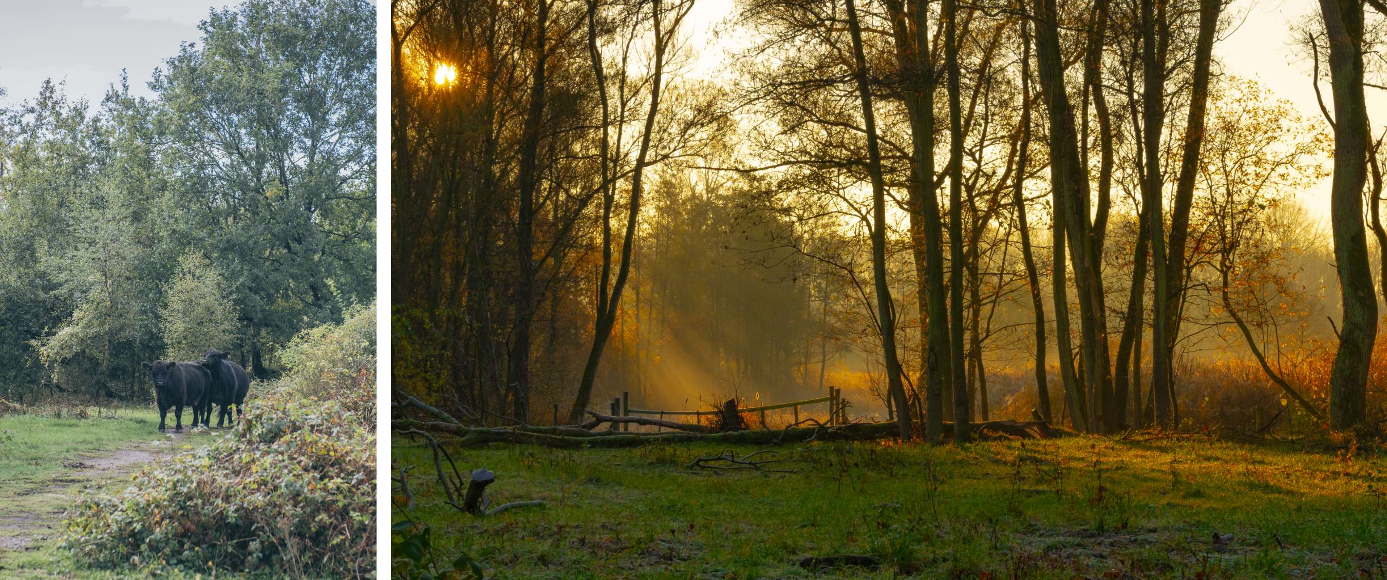 Twee beelden: mist trekt door een rotsachtig berglandschap; koe staat in een weide met bomen.