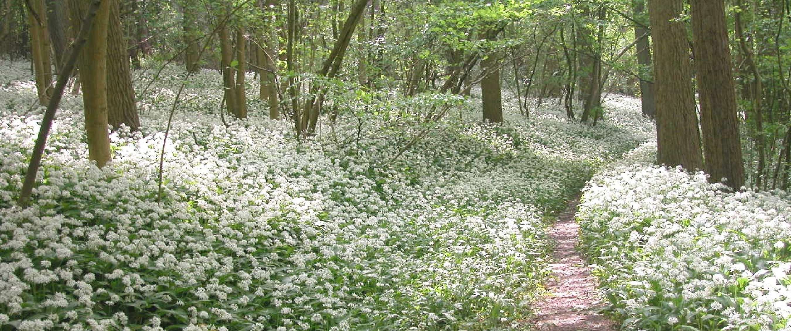 Twee beelden: mist trekt door een rotsachtig berglandschap; koe staat in een weide met bomen.