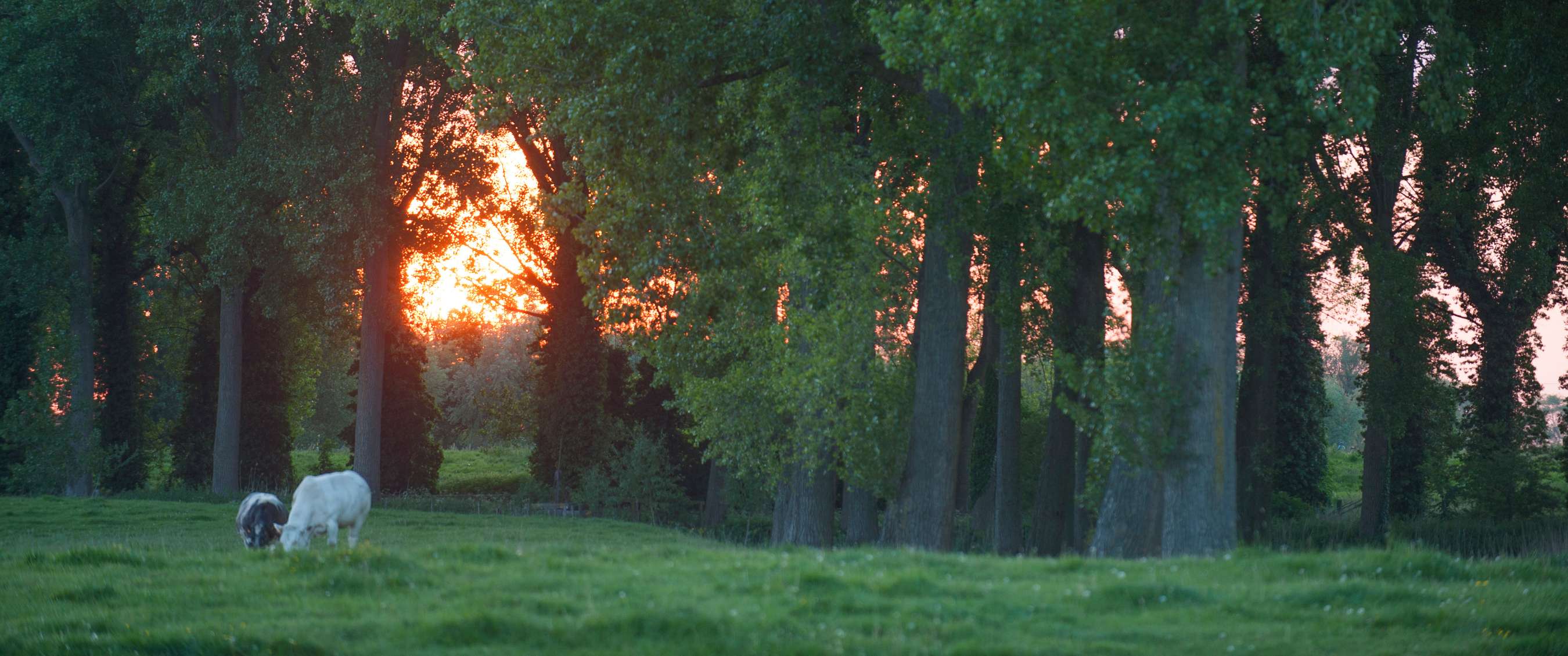 Twee beelden: mist trekt door een rotsachtig berglandschap; koe staat in een weide met bomen.