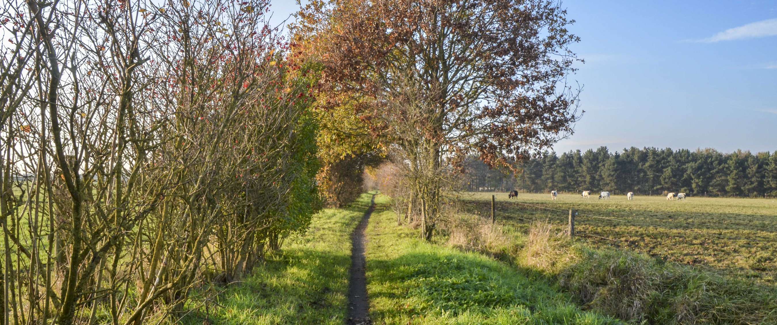 Twee beelden: mist trekt door een rotsachtig berglandschap; koe staat in een weide met bomen.
