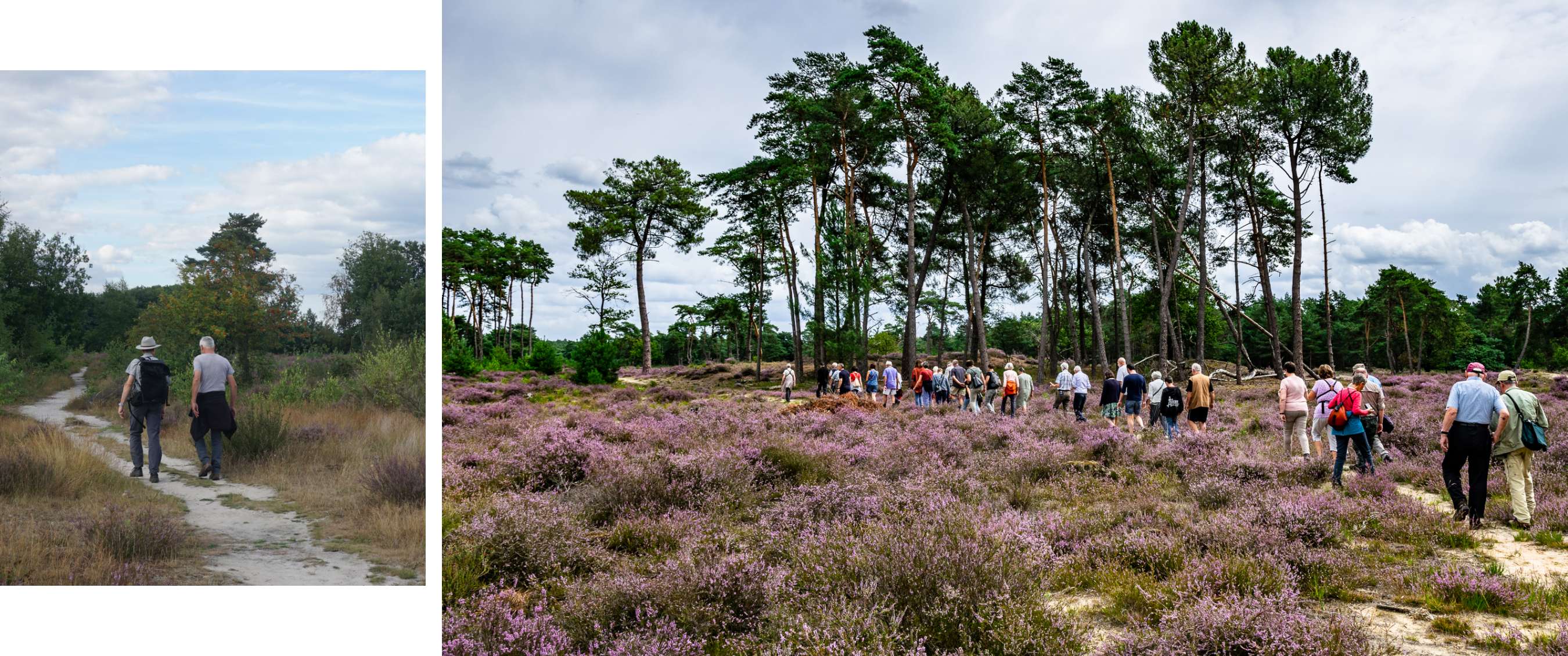 Twee beelden: mist trekt door een rotsachtig berglandschap; koe staat in een weide met bomen.