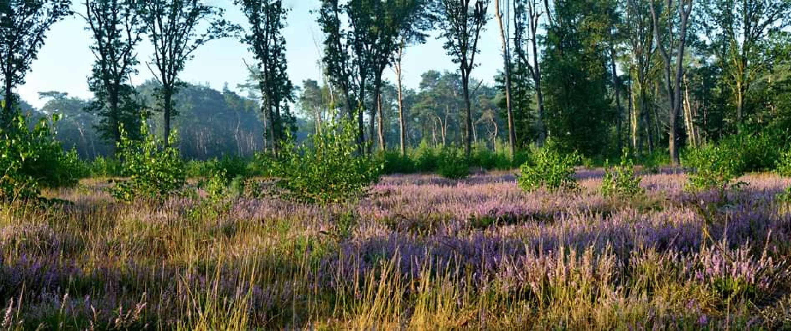 Wandelroute van A.S.Adventure en Natuurpunt in het Heidebos