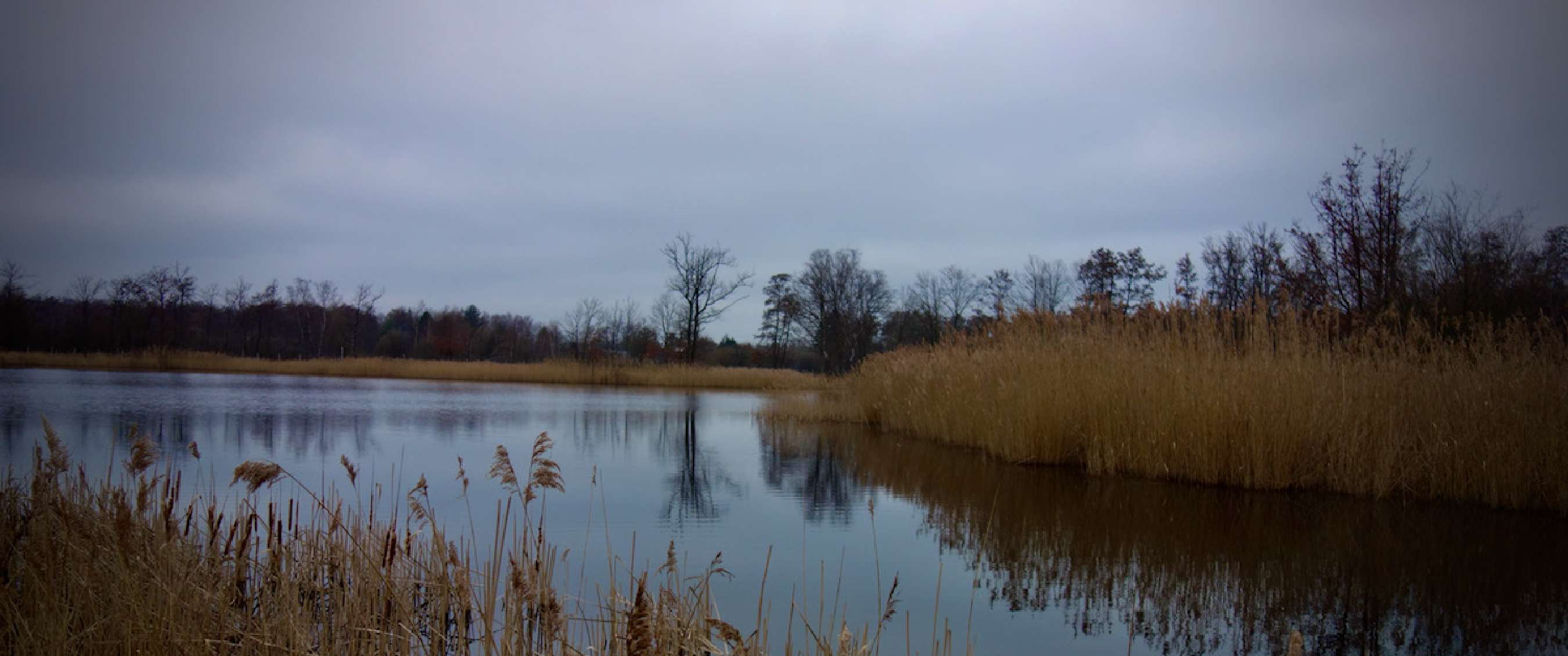 Waterrijk landschap met riet langs de oever en bomen op de achtergrond.