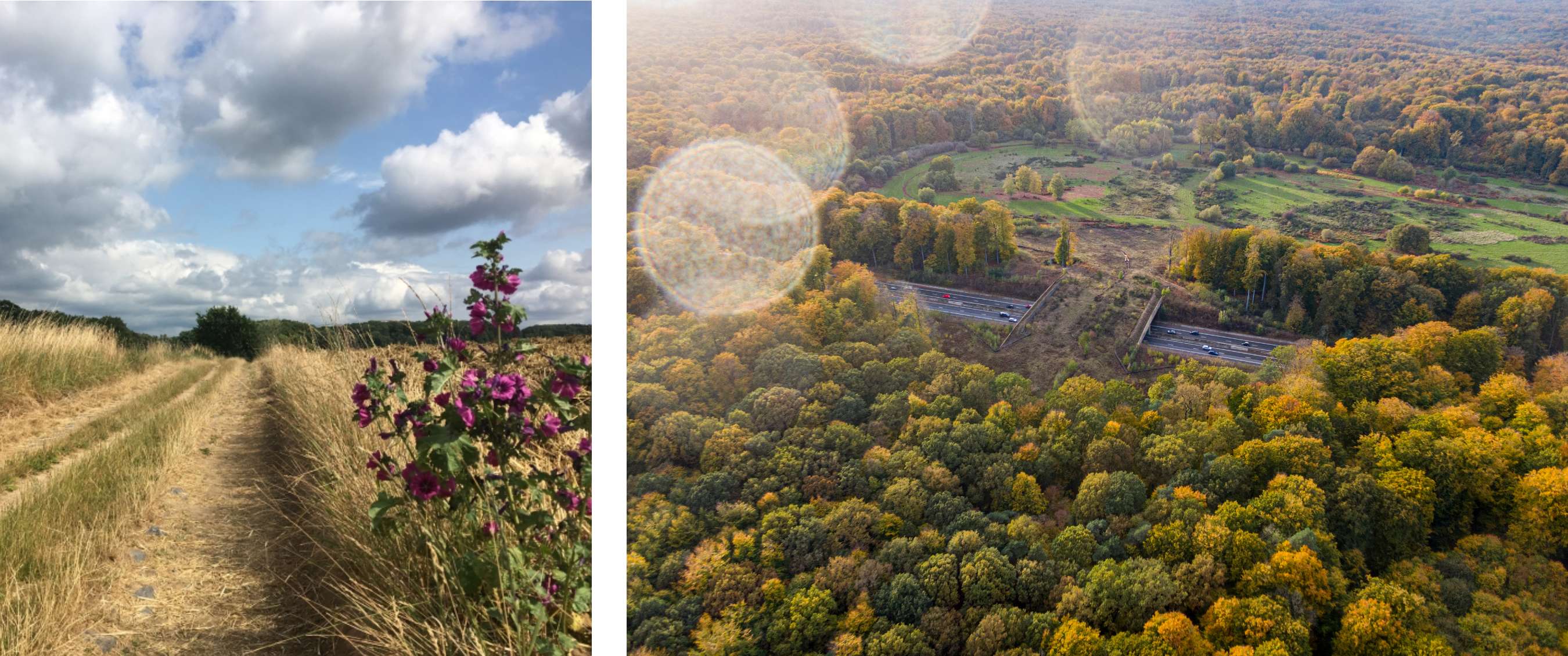 Twee beelden: onverhard wandelpad door droog gras met paarse bloemen onder een bewolkte lucht, en luchtfoto van een boslandschap met herfstkleuren en een weg door het groen.