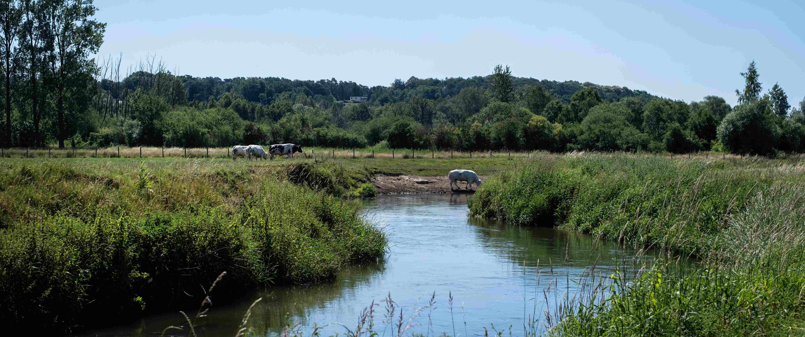 Stromende waterloop omgeven door gras en struiken met runderen langs de oever.