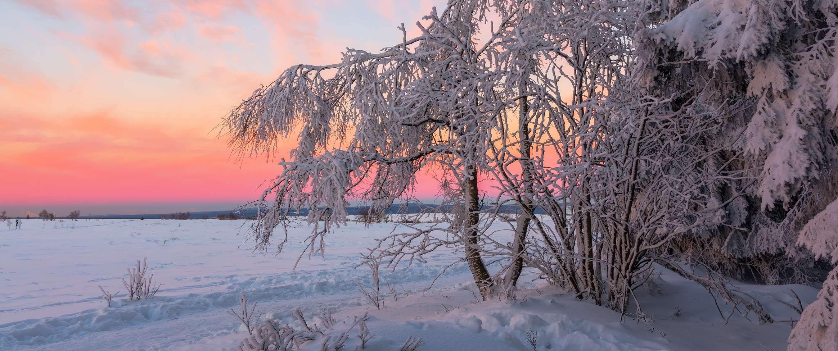 Besneeuwd winterlandschap met berijpte bomen onder een roze en oranje gekleurde avondlucht