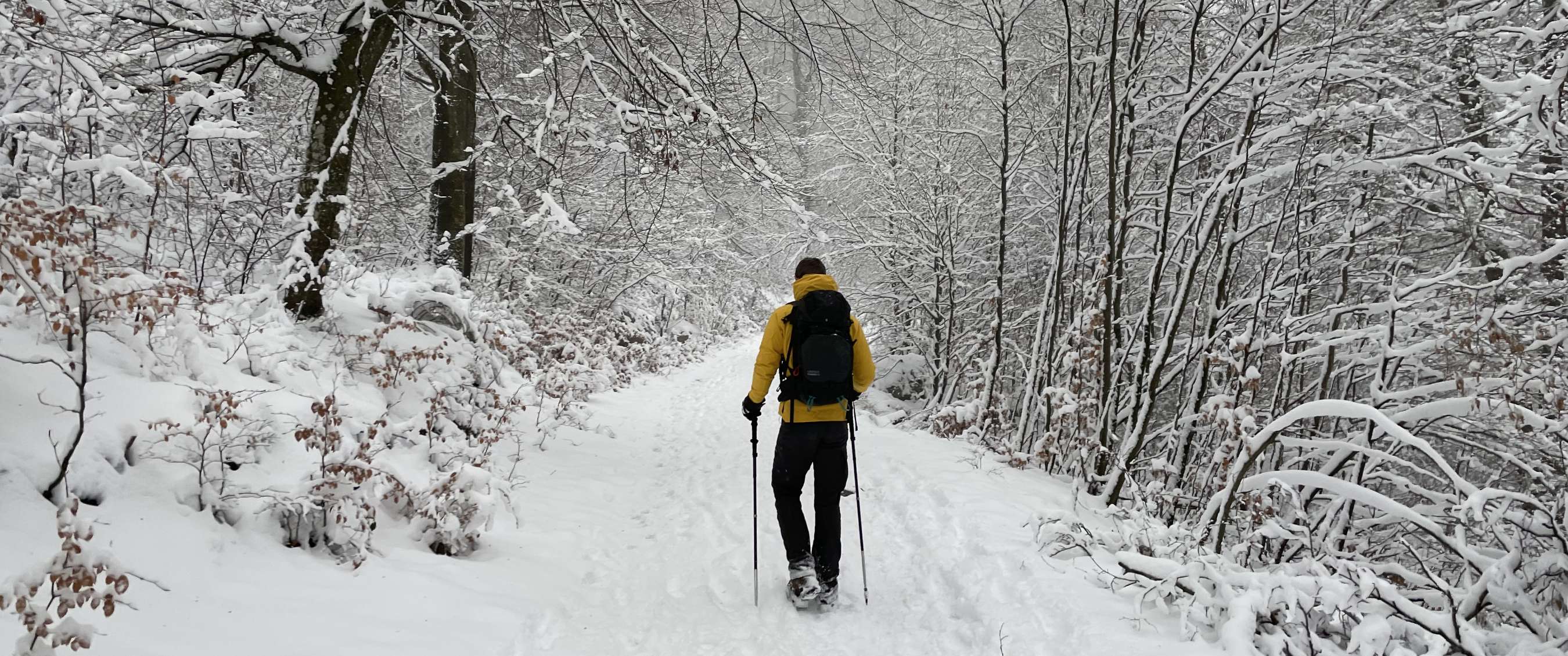 Wandelaar met rugzak en wandelstokken op een besneeuwd pad door een winterbos.