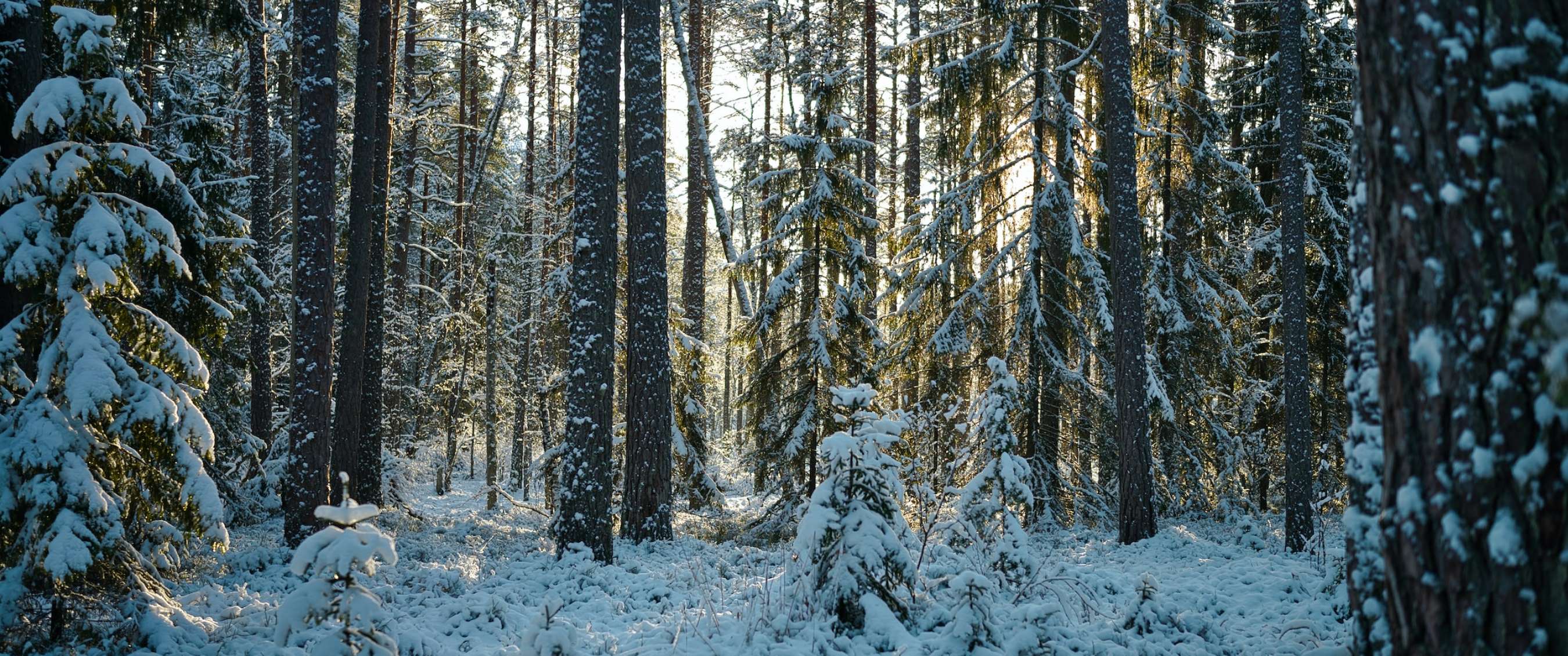 Rustig boslandschap in de winter met sneeuw op de grond en gefilterd zonlicht.