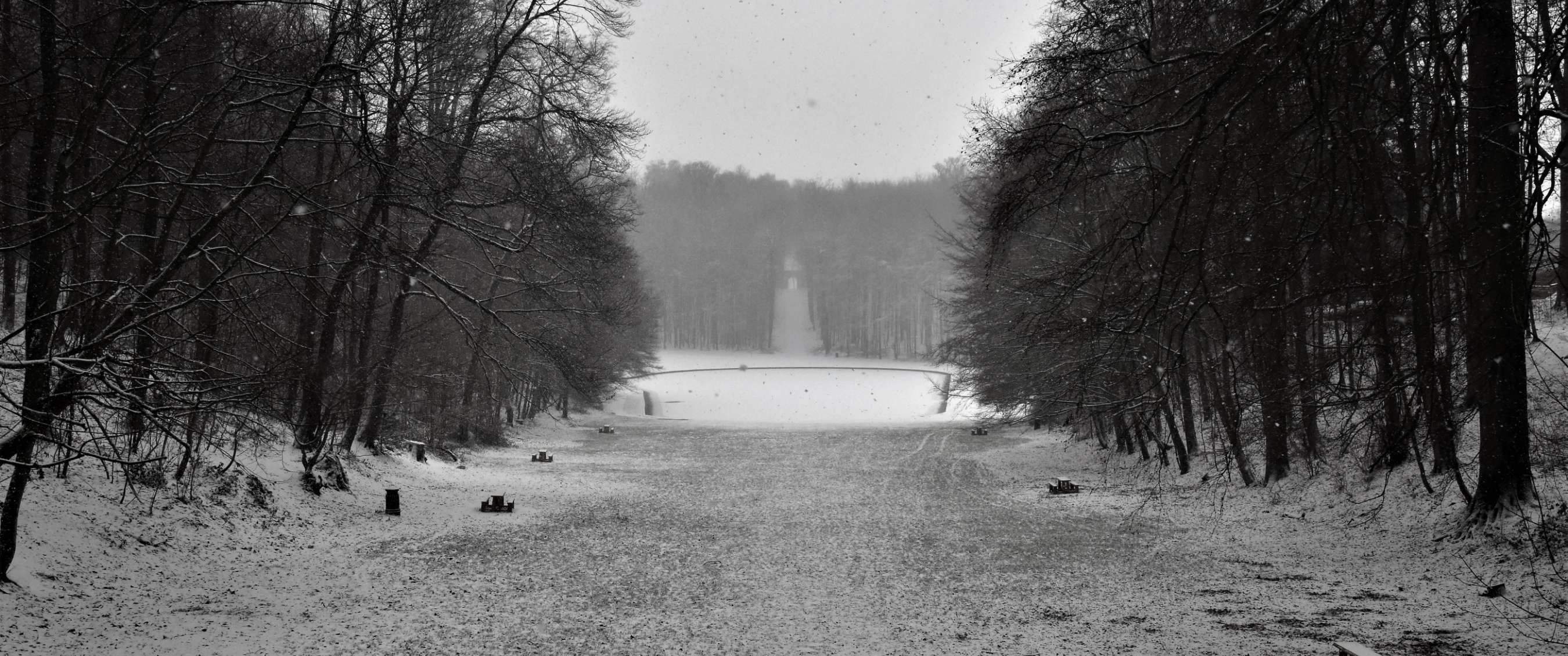 Winterse bosdoorkijk met sneeuw en rijen bladloze bomen