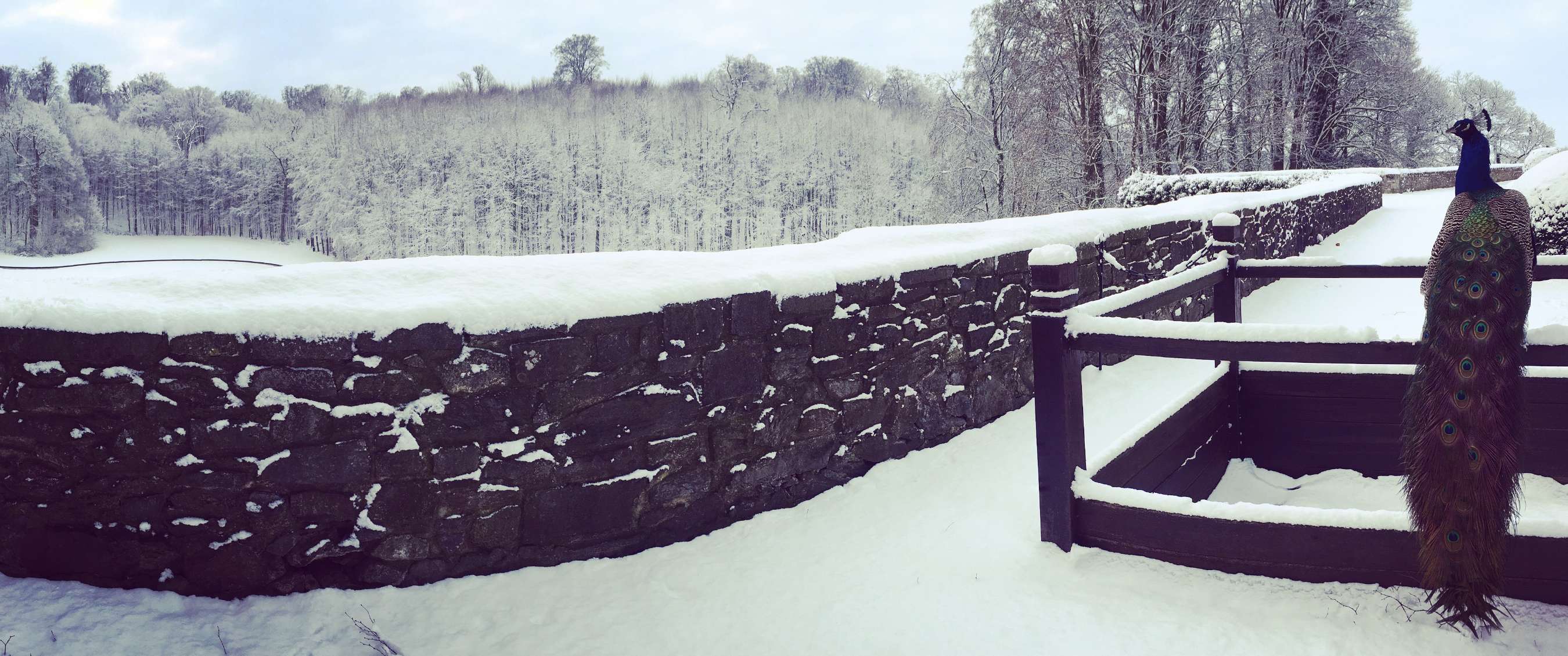 Pauw op omheind terras met sneeuw en winterbos op achtergrond