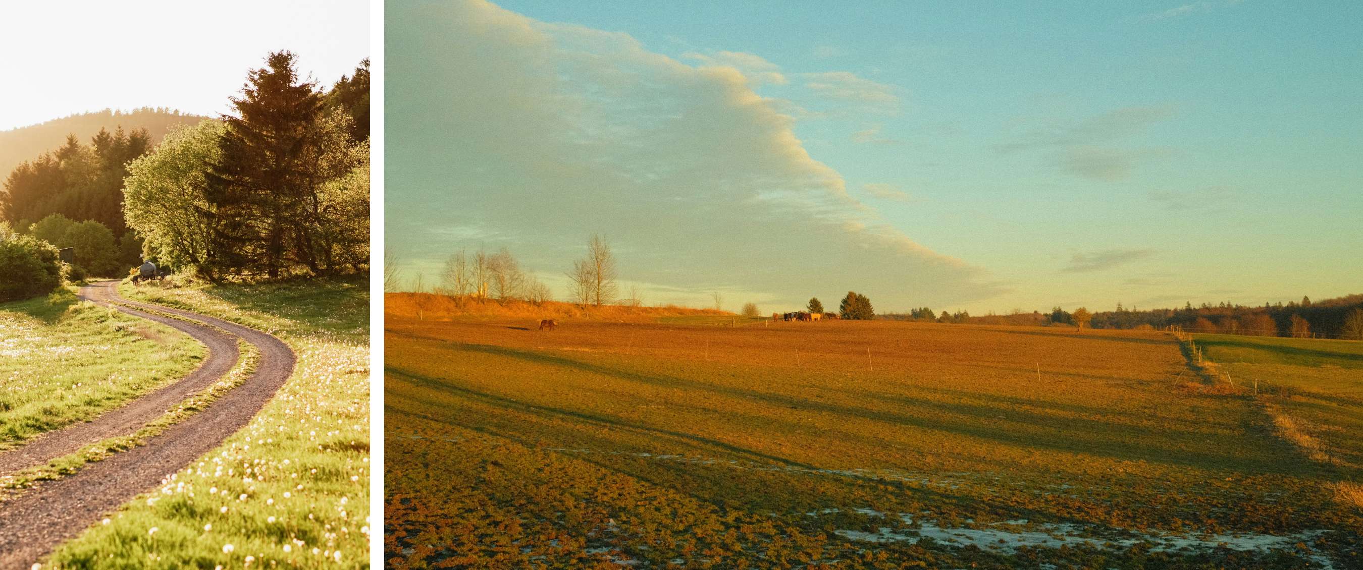 Twee beelden: mist trekt door een rotsachtig berglandschap; koe staat in een weide met bomen.