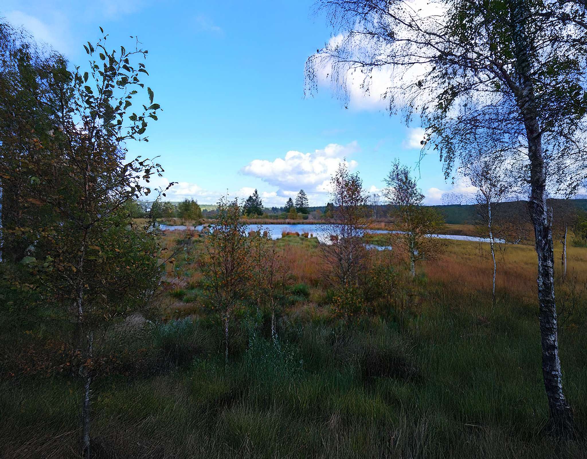 Natuurgebied met berken rond een ven en ruige begroeiing onder lichte bewolking.