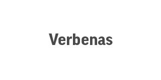 Verbenas